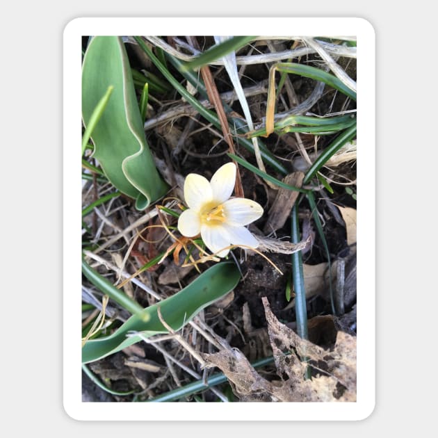 Pale Yellow Crocus Sticker by Amanda1775